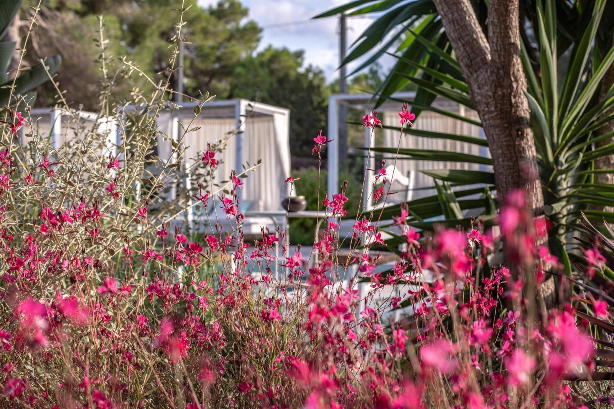 Boutique Hotel Casa Caracol - Apartments In Strandnaehe, Salzwasserpool, Fotovoltaik, Adults Only San José Εξωτερικό φωτογραφία