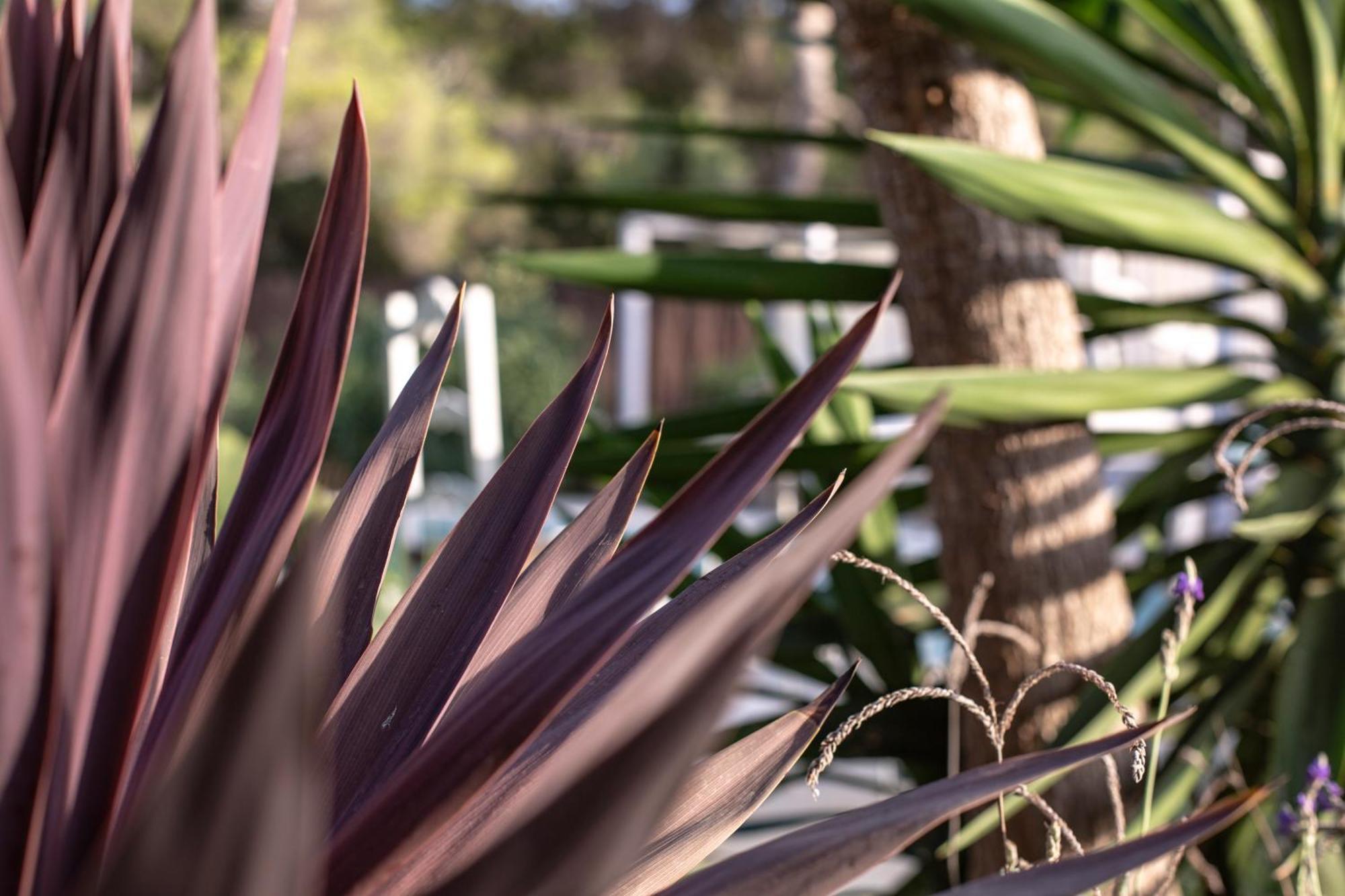 Boutique Hotel Casa Caracol - Apartments In Strandnaehe, Salzwasserpool, Fotovoltaik, Adults Only San José Εξωτερικό φωτογραφία